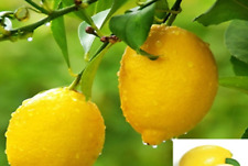 Exotic rare lemon for sale  Goldsboro
