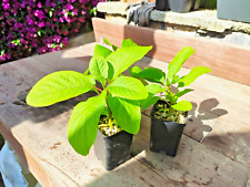 Phytolacca dioica plant usato  Imperia