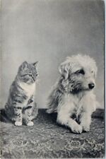 Animaux chat chien d'occasion  France
