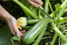 Semi zucchero alberello usato  Reggio Calabria