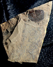 Big oligocene fossil for sale  Shipping to Ireland
