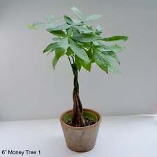Money tree pachira for sale  Mission Viejo