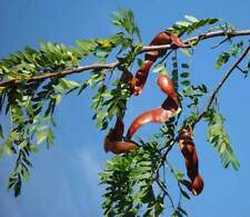 Common honey locust for sale  CAMBORNE