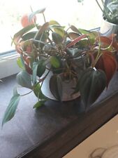 Philodendron micans velvet for sale  BILLINGHAM