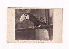 Postcard undulated hornbill for sale  SHEFFIELD