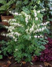 Dicentra spectabilis alba gebraucht kaufen  Goch