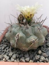 Thelocactus hexaedrophorus var. labouretianus Pot 14cm rare cacti cultivated in for sale  Shipping to South Africa