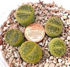 Mesembs plant lithops for sale  Shipping to Ireland