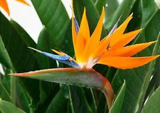 strelitzia for sale  Shipping to South Africa