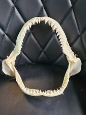 Bignose shark jaw for sale  CARRICKFERGUS