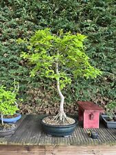 Oak bonsai tree for sale  KETTERING