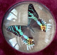 Entomologie papillon urania d'occasion  France