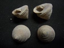 030.01 B - CALLIOSOSTOMA MONOLIFERUM - FOSSIL OF THE PARISIAN BASIN for sale  Shipping to South Africa