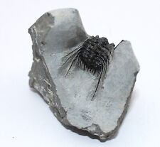 Rare fossil trilobite for sale  BECCLES