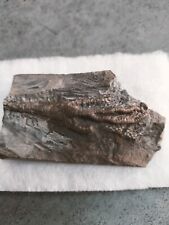Crinoïde fossile d'occasion  Saumur