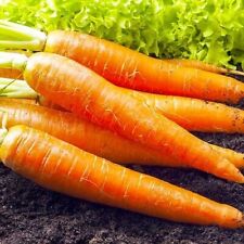 Carrot karotan huge for sale  CHESTERFIELD