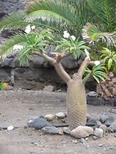 Pachypodium lamerei – Madagascar palm - 5+ seeds - Samen -Graines - W 145, used for sale  Shipping to South Africa