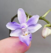 Rare phalaenopsis lindenii for sale  LONDON