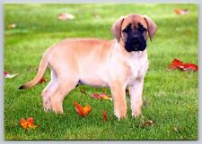 Postcard bullmastiff puppy for sale  Wynantskill