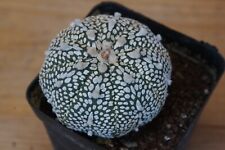 Astrophytum asterias star for sale  Shipping to Ireland