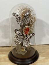 Real taxidermy butterfly for sale  Hollywood