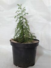 Kashmir cypress cupressus for sale  PRESTON