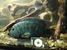 Large jack dempsey for sale  Pacific