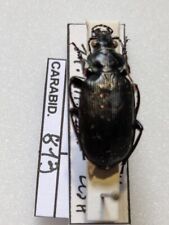 Used, Calosoma alternans REF CARABID813 for sale  Shipping to South Africa