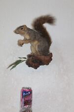 Taxidermy squirrel chipmunk for sale  Brandon