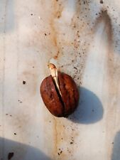 english walnuts for sale  Espanola