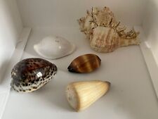 Lot shells conchyophile d'occasion  Expédié en Belgium