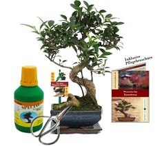 Geschenkset bonsai ficus gebraucht kaufen  Zweibrücken