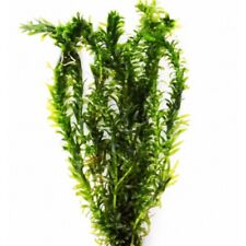 Elodea densa live for sale  THAME