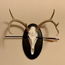 European deer skull for sale  Dillwyn