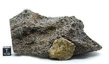 Meteorite tisserlitine 001 for sale  NEWTOWNABBEY