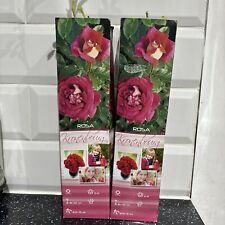 Bush rose red for sale  LUTON