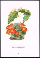 Vintage Rhipsalis Rebutia Cactus Flower Botanical Art Print, used for sale  Shipping to South Africa