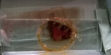 microscope slide insect for sale  LEEDS