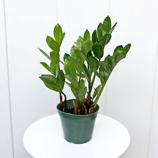 Plant zamioculcas zamiifolia for sale  Boca Raton