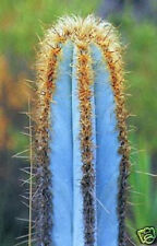 Pilosocereus purpureus @J@ exotic color columnar rare cacti cactus seed 20 SEEDS for sale  Shipping to South Africa