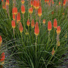 Kniphofia red hot for sale  GLOUCESTER
