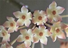 Hoya macrophylla albomarginata for sale  Brooksville
