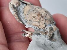 Crabe fossile chlinocephalus d'occasion  Sessenheim