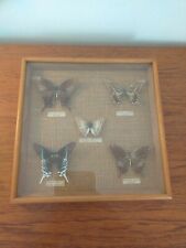 Vintage framed taxidermy for sale  Shipping to Ireland