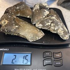 Megalodon shark teeth for sale  Shipping to Ireland