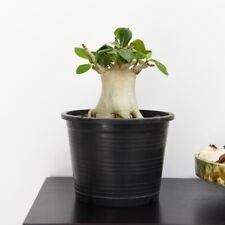 Rare adenium ansu for sale  IPSWICH