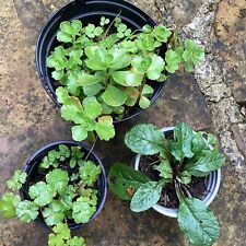 Alpine rockery plants for sale  CLITHEROE