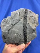 Carboniferous cone part gebraucht kaufen  Saarbrücken
