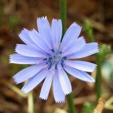 Chicory seeds non for sale  Tarpon Springs