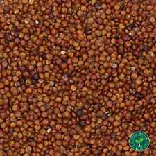 100 semillas de quinua roja - QUINOA CHENOPODIUM - Plus REGALO 5 semillas de girasol segunda mano  Embacar hacia Argentina